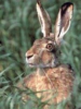 Hare