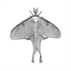 silvermoth