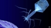 phagesage