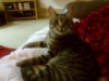 curveycat01
