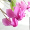 marie02084