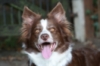 Collie