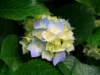 rose07816