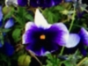 Pansy_Twofoot